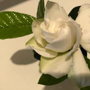 Meet your Posher, Joyce